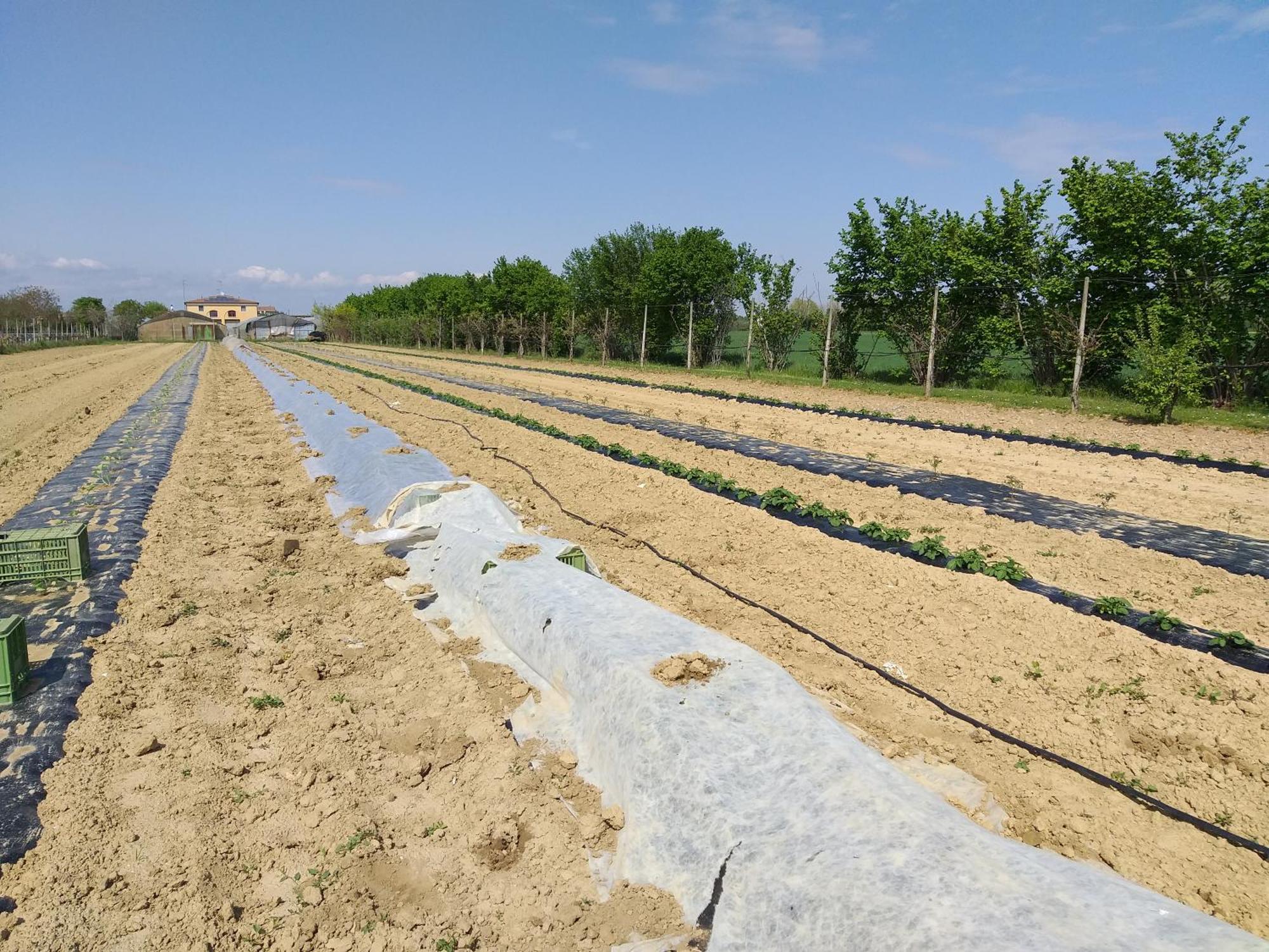 Agriturismo Il Melograno Tessera Ngoại thất bức ảnh